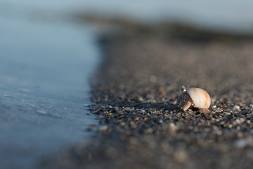 crab