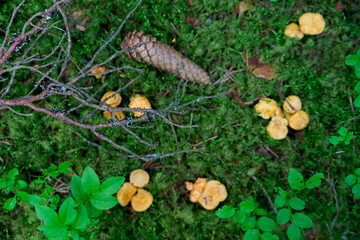 Forest background