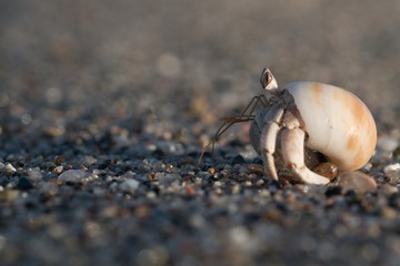 crab on beach