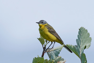 Western yellow wagtail (Motacilla flava)