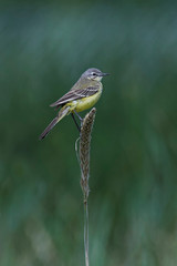 Western yellow wagtail (Motacilla flava)