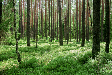 Plakat Forest background