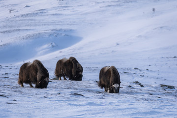 Muskox (Ovibos moschatus) a wild animal from Dovrefjell National Park, Norway. Wildlife of Norway