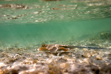bluespotted stingray