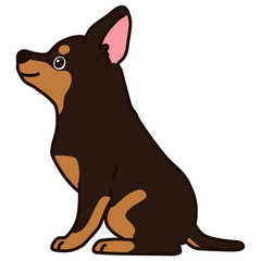 Outlined Miniature Pinscher sitting side view