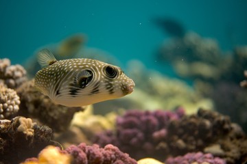 blowfish © JirinaVFR