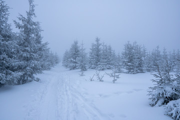 Gorgeous winter landscape in the mountains at snowy visibility with fog in the background, Czech Lysa Mountain