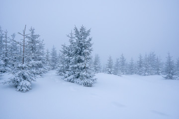 Naklejka premium Gorgeous winter landscape in the mountains at snowy visibility with fog in the background, Czech Lysa Mountain