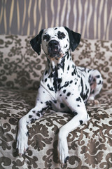 White and black spotted Dalmatian dog posing indoors lying down on a brown couch