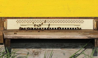 Bienenstock mit Bienen 