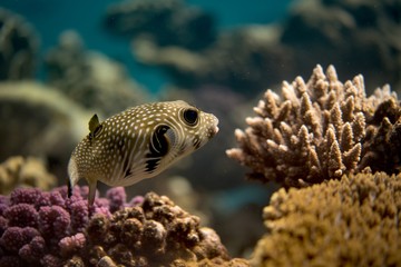 blowfish