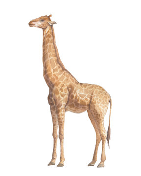 Giraffe illustration. Watercolor animal isolated on white background.
