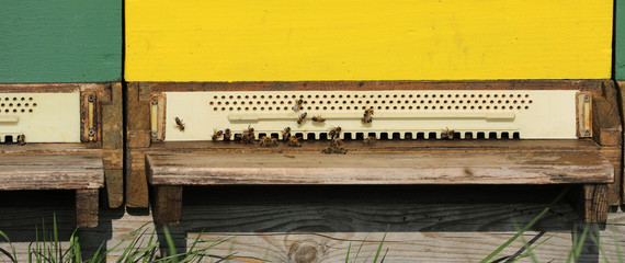 Bienenstock mit Bienen 