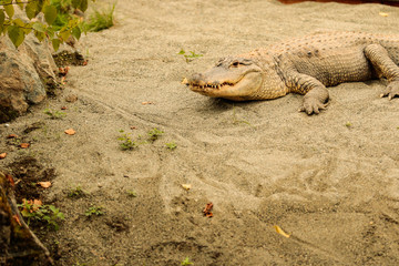 crocodile