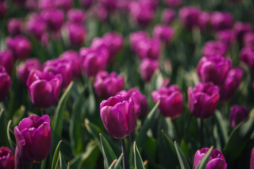 Obraz premium Magical Netherlands flowers landscape.Colorful dutch tulips flowering in fields and garden on spring Netherlands. Famous tourist attraction in Holland on springtime. Spring concept. Soft focus
