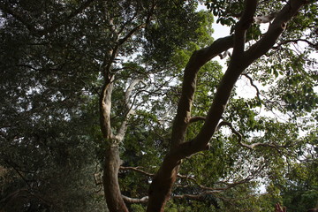 tree in the forest