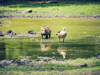 Boar piglet Hunting a Goose 