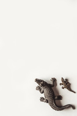 Toy brown crocodile with baby on white background for decoration