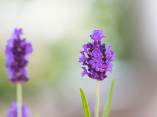 blue flowers isolated on white background