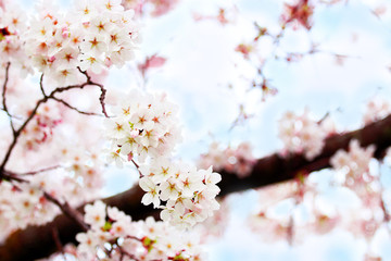 Sakura - dreamy japanese pink cherry blossom branch