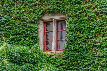 Fototapeta na wymiar Window with red frame on ivy covered wall. Densely grown ivy on building facade