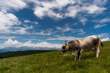 Grauvieh Kuh mit H&ouml;rnern und Kuhglocke auf einer Weide in den Alpen mit Blick in die Bergwelt