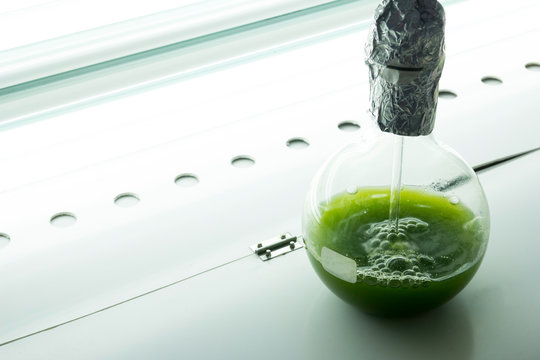 Matraz redondo con in&oacute;culo de microalgas en laboratorio