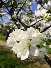 blooming apple tree in spring