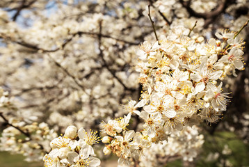 Flowering cherry trees, background of a blooming spring garden, copy space for text. Close-up, shallow depth of field.