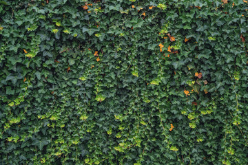 green ivy wall close up in natural light - obrazy, fototapety, plakaty