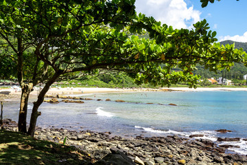 Fototapeta na wymiar Árvore e o mar azul na Praia tropical de Itapema, Santa Catarina