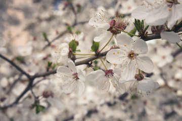 white flowers of apple tree in spring forest