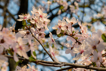 cherry tree blossom  pink flowers