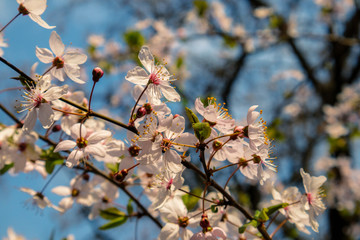 branch of a tree cherry tree blossom  pink flowers