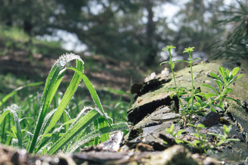 green grass in dew on a log