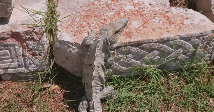 filmacion de una iguana en la ciudad maya de uxmal