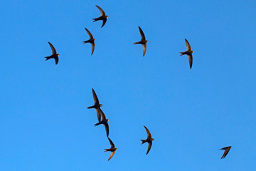 A flock of  flying black swifts. Common Swift (Apus apus).