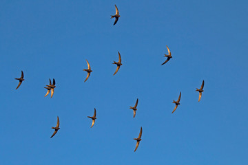 A flock of  flying black swifts. Common Swift (Apus apus).