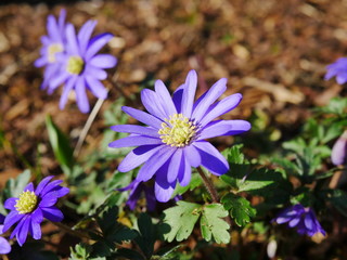 Obraz premium Beautiful pink/purple/blue Aster flower in a garden during spring in Bavaria, Germany