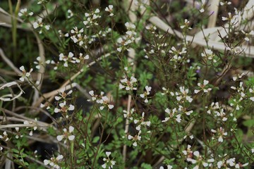Bitter cress (Cardamine scutata) is a lowland weed of Brassicaceae that has white florets in spring.