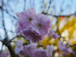 Beautiful pink flowers on a bush/tree in spring in Bavaria, Germany