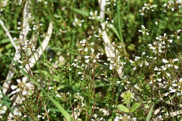 Bitter cress (Cardamine scutata) is a lowland weed of Brassicaceae that has white florets in spring.