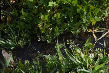 Bitter cress (Cardamine scutata) is a lowland weed of Brassicaceae that has white florets in spring.