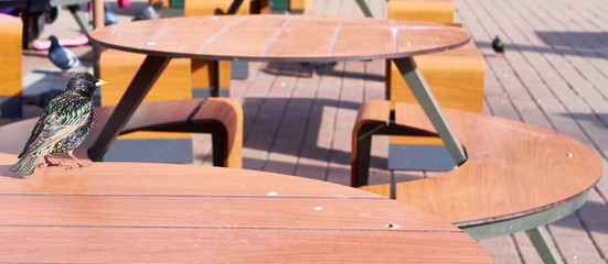 starling sits on a cafe table