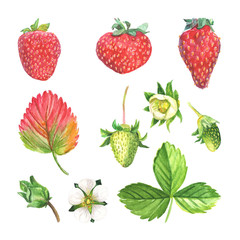Strawberry element collection isolated on white background. Green and ripe berries with leaves and blossoms hand painted watercolor illustration.