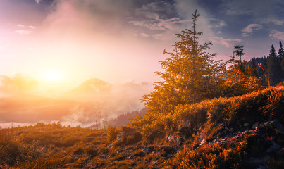 wonderful morning summer view, spectacular sunrise slope with tree on background foggy valley, ...