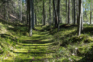 Sparse pine forest in national park. Bright sun shines through tree trunks. Tall straight parallel trees casting sharp straight lines. Emerald green illuminated moss ground. Estonia, North Europe
