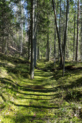 Sparse pine forest in national park. Bright sun shines through tree trunks. Tall straight parallel trees casting sharp straight lines. Emerald green illuminated moss ground. Estonia, North Europe
