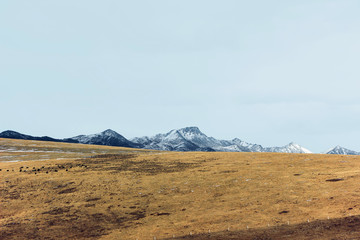 Fototapeta na wymiar winter landscape of snow mountain with grassland 