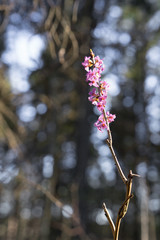 Branch of blooming Daphne Mezereum (also called February daphne, spurge laurel) in sunny early...